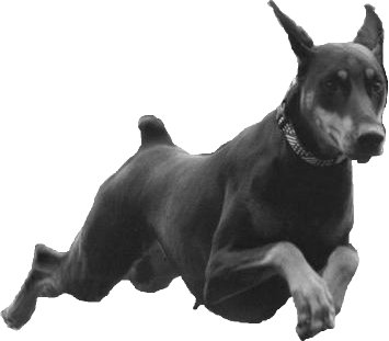 Fast dog