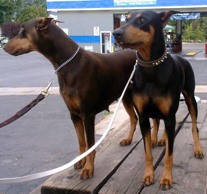 Hemi and Emerald